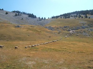 Les troupeaux sur le plateau de Châtillon