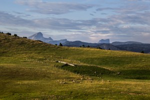 bergeriehauts plateaux